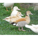 Orange Ringed Teal